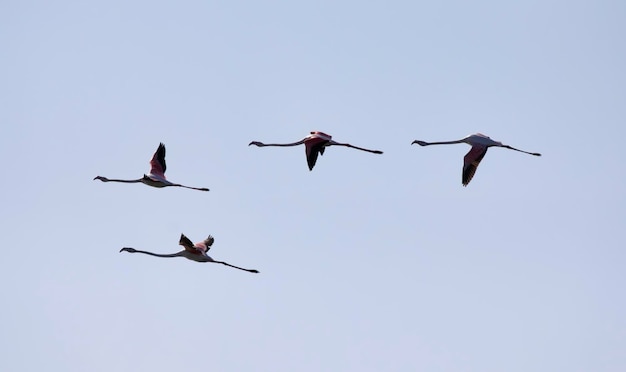 Italië, Sicilië, Pachino WWF National Park, vliegende flamingo's (phoenicopterus ruber)