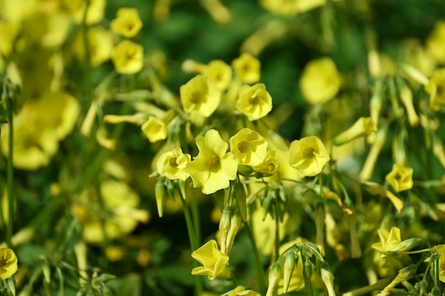 Italië, Sicilië, platteland, gele klokken bloemen in een veld