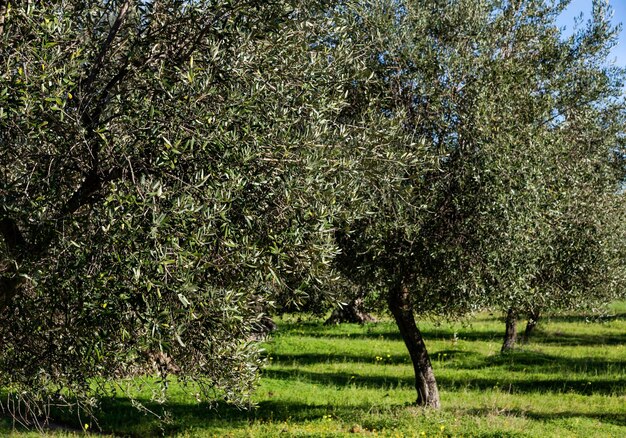 Italië Sicilië platteland olijfbomen