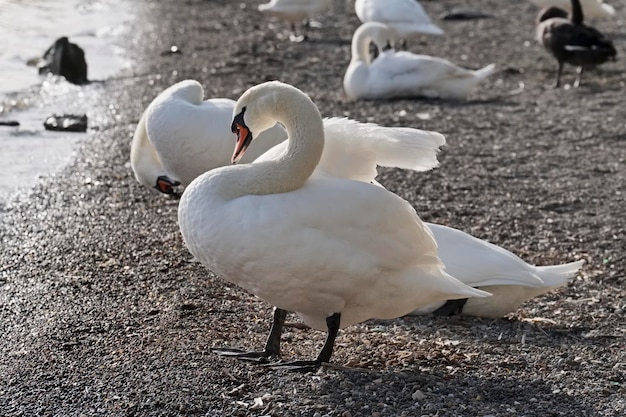 Italy, Bracciano lake (Rome), swans by the lake