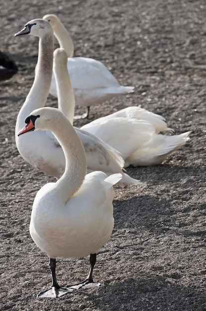 Italy, Bracciano lake (Rome), swans by the lake