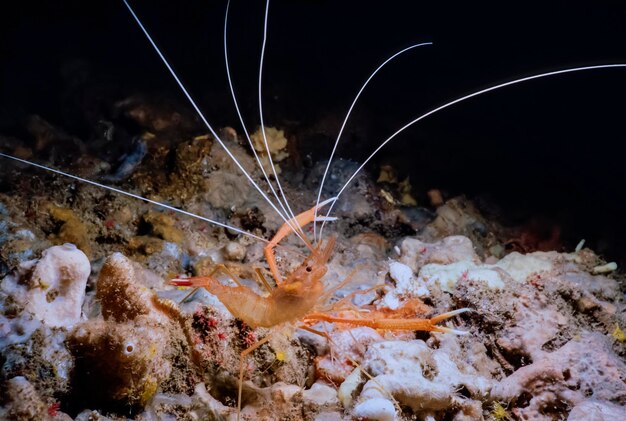 Photo italy, calabria, tyrrhenian sea, u.w. photo,  small shrimp (stenopus sp.) - film scan