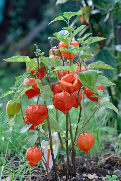 Italy, Chinese Lantern plant (Physalis alkekengi) in a garden