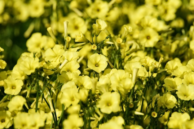 イタリア、田舎、春の鐘の花