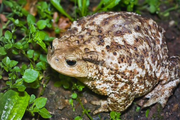 Italy countryside common toad Bufo bufo closeup