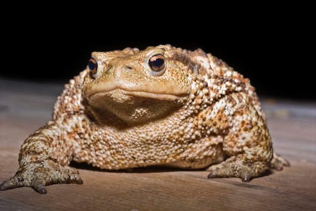 Italy countryside common toad Bufo bufo closeup