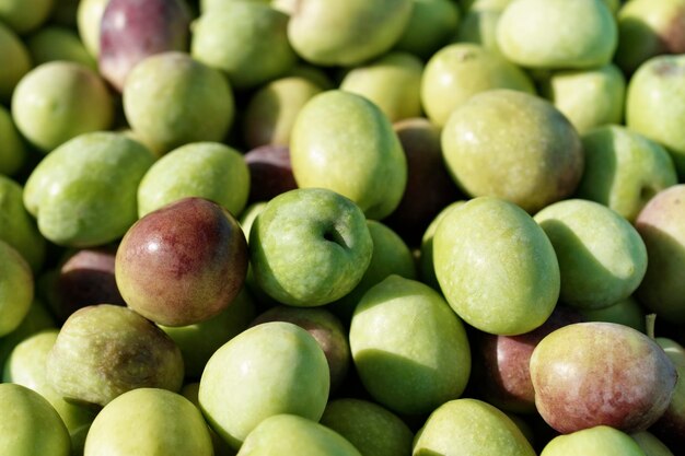 Foto italia, campagna, raccolta delle olive