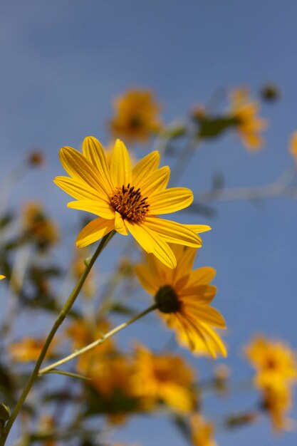 Photo italy, countryside, topinambur flowers (helianthus tuberosus)