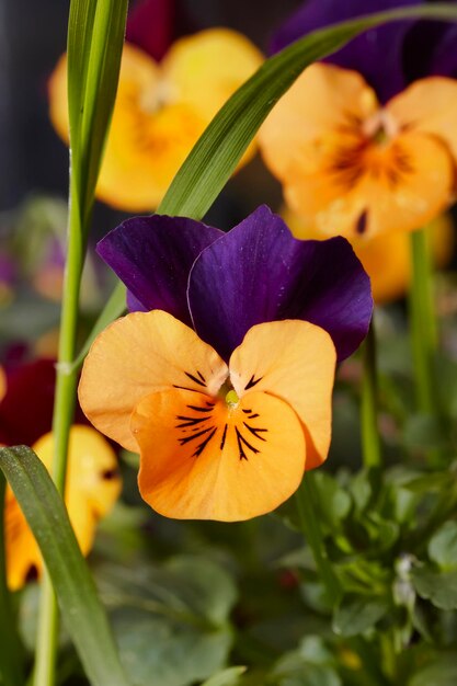 Photo italy, countryside, violets