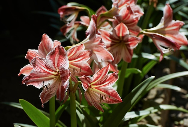 写真 イタリア 庭の花