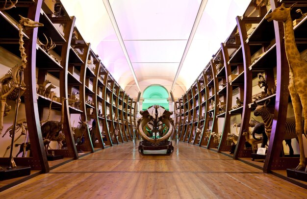 Italy, interior of a very old nature and science museum