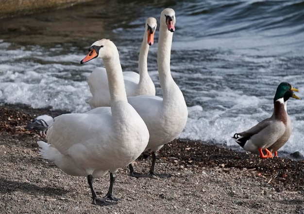 Italy, Lazio, Bracciano lake (Rome), ducks and swans by the lake