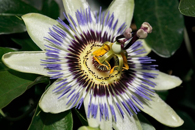 ITALY Lazio countryside passion fruit flower Passiflora