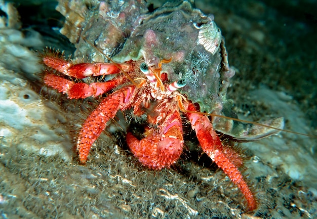 Italy Mediterranean sea hermit crab Dardanus arrosos