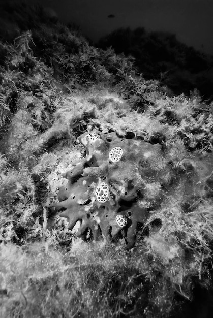 Photo italy. mediterranean sea, u.w. photo, nudibranchs eating a sponge - film scan