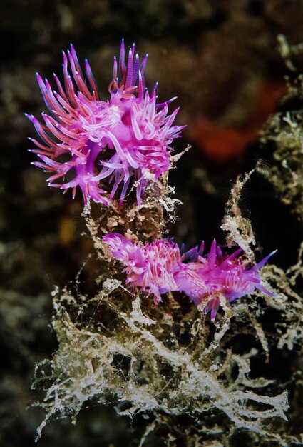 Foto italia. mar mediterraneo, foto uw, nudibranchi - scansione film