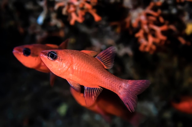 Italy, Ponza Island, Tyrrhenian sea, U.W. photo,  Apogon fish (Apogon Leptacanthus) - FILM SCAN