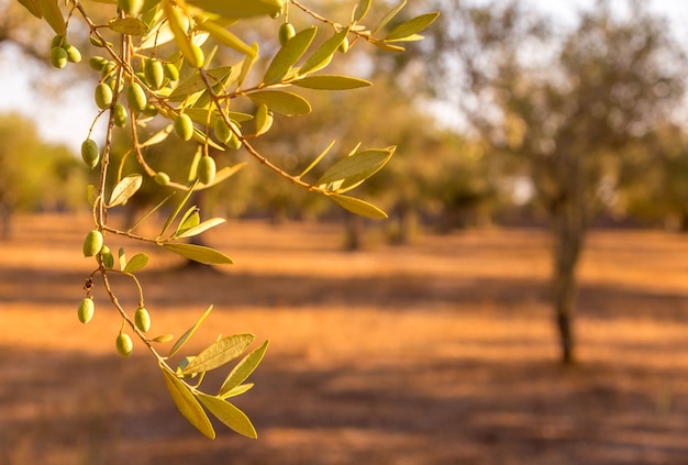 Italy, Puglia Region. One hundred years old olive tree detail.