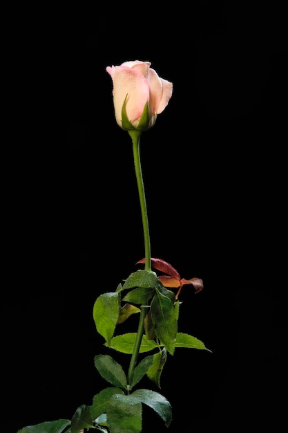 Italy rose Rosa canina closeup