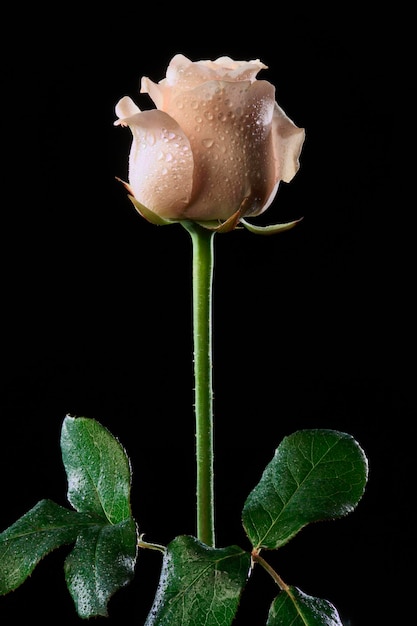 Италия роза Rosa canina крупным планом