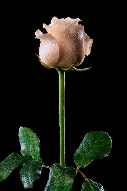 Italy rose Rosa canina closeup