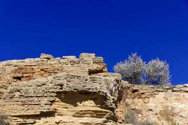 Italy sicily agrigento greek temples valley flowery almond tree