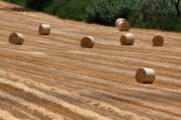 Italy Sicily Catania province countryside harvested hay field