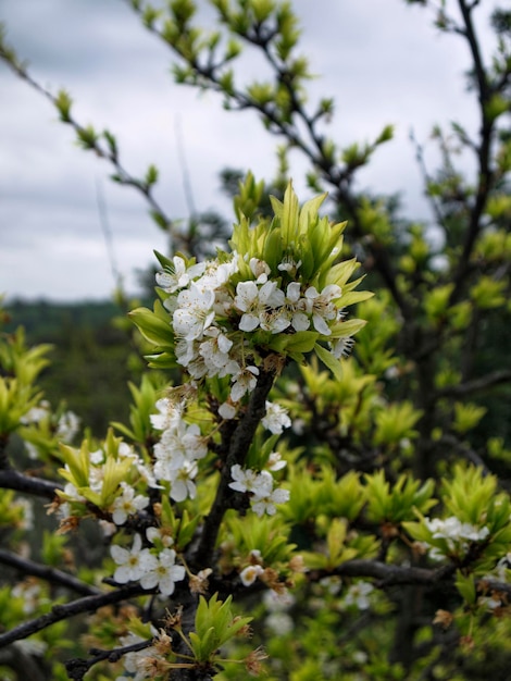 Italy, Sicily, countryside, almond tree blossom in the springtime