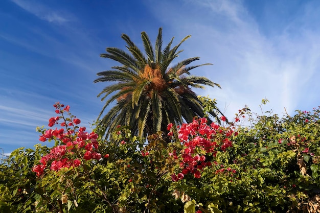 Italy, Sicily, countryside, bouganville and a palm tree in a private garden