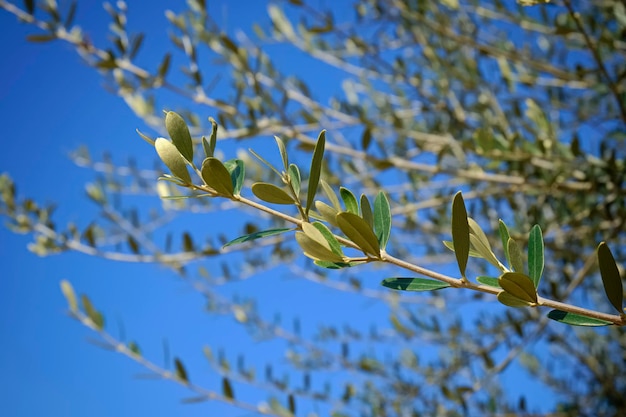 Italy, Sicily, countryside, olive tree leaves