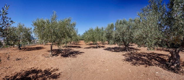 Italy, Sicily, countryside, olive trees