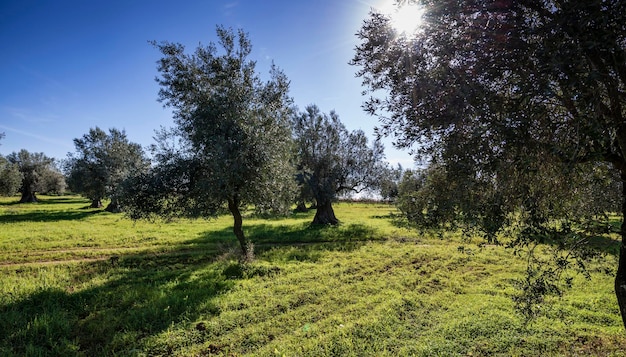 Оливковые деревья сельской местности Сицилии Италии
