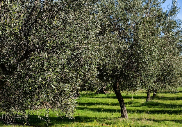 イタリア シチリアの田園地帯のオリーブの木