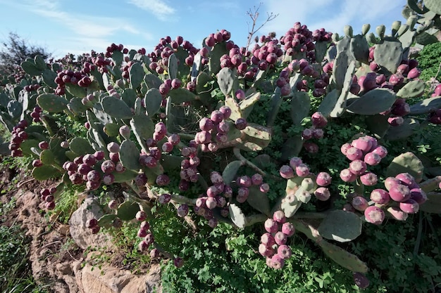 Italy, Sicily, countryside, prickly pears