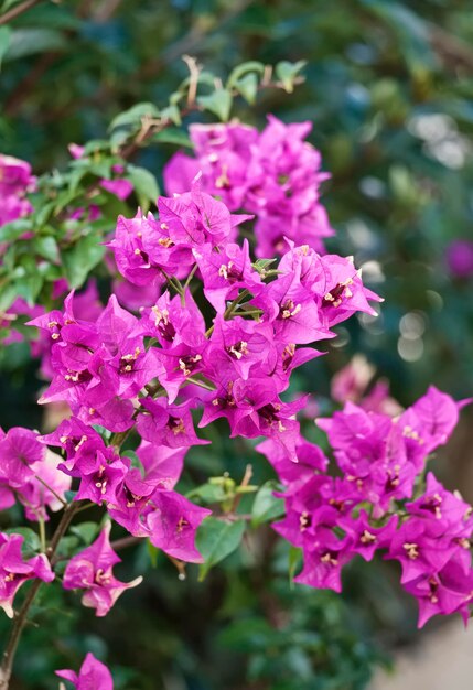 Italy, sicily, countryside, purple bougainvilleas in a garden