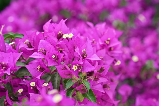 Italy, Sicily, countryside, purple bouganvilleas plant in a garden