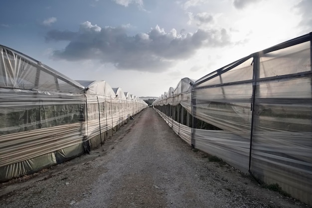 Italy, Sicily, countryside (Ragusa Province), greenhouses for the tomatoes cultivation