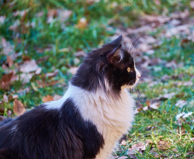 Italy, Sicily, Marina di Ragusa (Ragusa Province), portrait of a cat in a garden