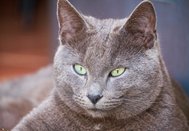 イタリア、シチリア島、マリーナ ディ ラグーザ (ラグーザ県)、屋外でくつろぐ灰色の猫の肖像画