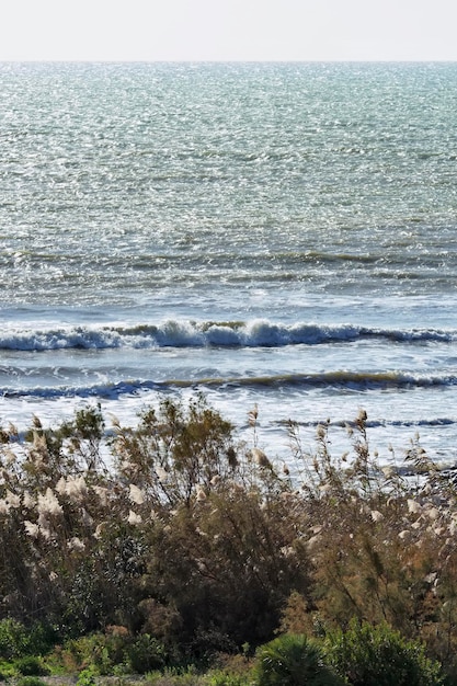 イタリア、シチリア島、地中海、シチリア南東部の海岸線にある地中海植物