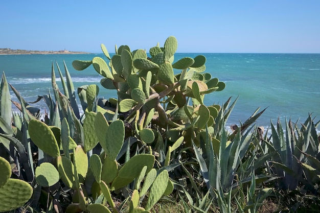 Foto l'italia, sicilia, mar mediterraneo, sampieri (provincia di ragusa), fichi d'india e la costa rocciosa sud-orientale della sicilia