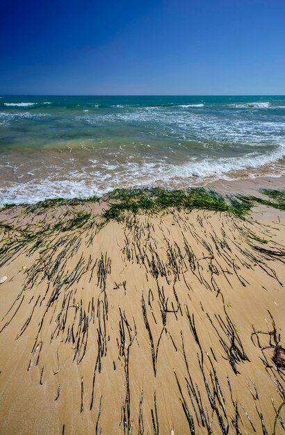 Italy, Sicily, Mediterranean Sea, Southern sandy coastline, Playa Grande (Ragusa province), seaweeds ashore