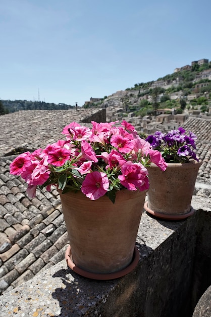 Italy, Sicily, Modica (Ragusa Province), purple trumpet flowers in a terrace