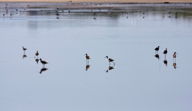 Photo italy, sicily, pachino (siracusa province), countryside, birds in a swamp