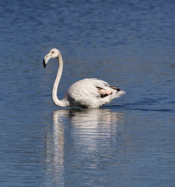 イタリア、シチリア島、パキーノ WWF 国立公園、沼地のフラミンゴ (phoenicopterus ruber)