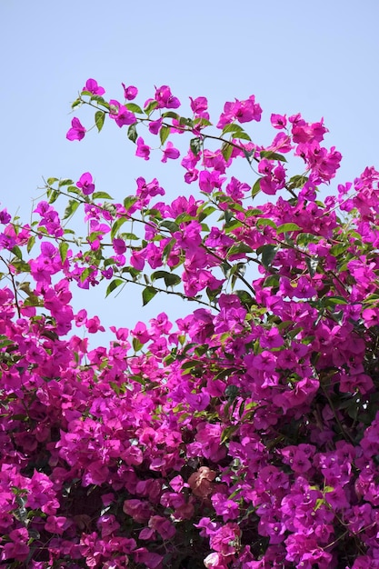 Italy, Sicily, Playa Grande (Ragusa Province), purple bouganvilleas plant in the garden of a private house