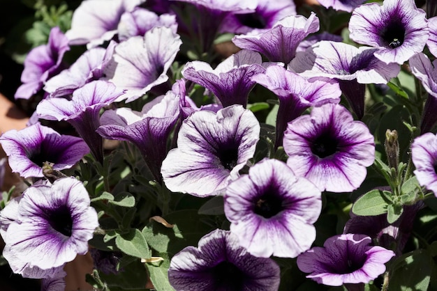 Italy, Sicily, purple trumpet flowers in a garden