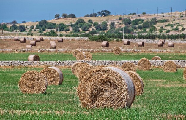 Foto l'italia, sicilia, provincia di ragusa, campagna, campo di grano e carrubi