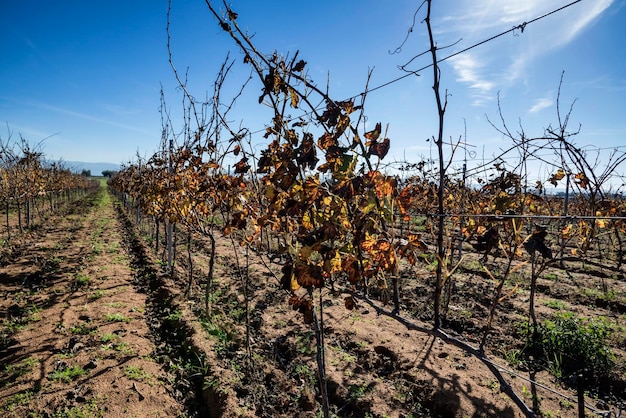 Italy Sicily Ragusa Province countryside wineyard in winter