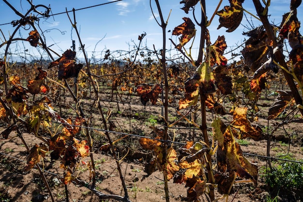 Italy Sicily Ragusa Province countryside wineyard in winter